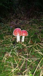 <p>
	Fliegenpilz-Zwilling im Hennersdorfer Wald</p>
