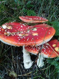 <p>
	Ein Prachtexemplar - entdeckt bei einem Spaziergang am Waldrand am Burgstein im Vogtland</p>
