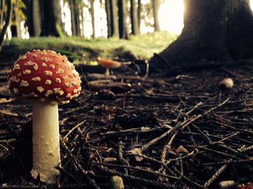 <p>
	Fliegenpilz im Fokus - aufgenommen im Tannenberger Wald</p>
