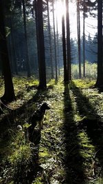 <p>
	Jagdhund im Wald - aufgenommen in Olbernhau</p>
