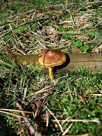 <p>
	Ein Waldpilz</p>
