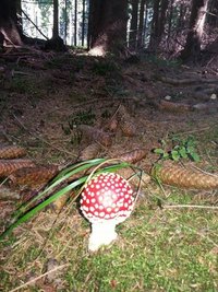 <p>
	Fliegenpilz im Marienberger Wald</p>

