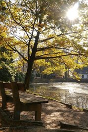 <p>
	Herbststimmung am Schwanenteich in Mittweida</p>
