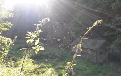 <p>
	Ein Spinnennetz schimmert im Sonnenlicht - aufgenommen im Willischthal bei Drebach</p>
