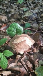 <p>
	Gut getarnt: ein Pilz im Laub - aufgenommen im Wald bei Bad Berka</p>
