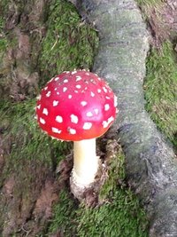 <p>
	Ein Männlein steht im...Kletterwald Kriebstein</p>
