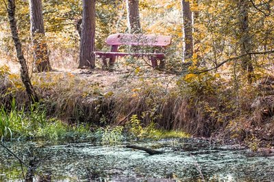<p>
	Ruheplatz an einem Teich im Werdauer Wald</p>
