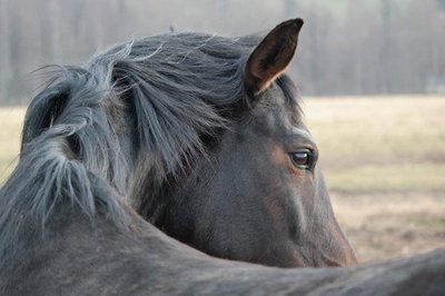 <p>
	Silberpferd - aufgenommen in Sehma</p>
