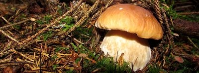 <p>
	Prall und rund - aufgenommen im Werdauer Wald</p>
