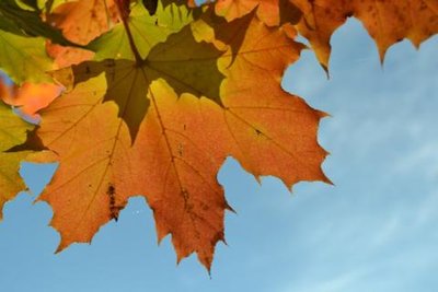 <p>
	Herbstfoto, aufgenommen in Muldenhammer OT Tannenbergsthal</p>
