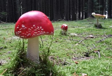 <p>
	Spaziergang durch das Heidelbachtal in Drebach.</p>
