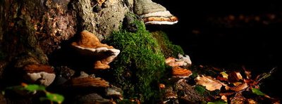 <p>
	Ende September im Zeisigwald Chemnitz beim Pilzesammeln</p>
