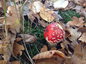<p>
	Herbst im Vogtland</p>
