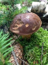 <p>
	Im Wald von Jugelsburg</p>
