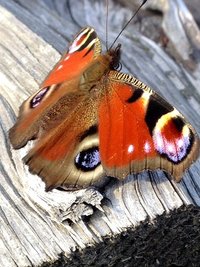 <p>
	Pfauenauge in einem Garten in Zwickau/Weissenborn</p>
