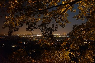 <p>
	Herbstbaum bei Nacht - aufgenommen in Dresden Nähe Spitzhaus</p>
