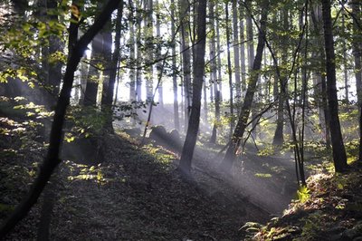 <p>
	Sonnenstrahl - aufgenommen in der Sächsischen Schweiz bei Wehlen</p>
