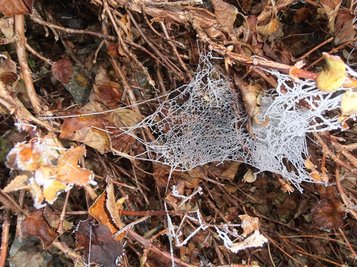 <p>
	Zartes Netz - aufgenommen bei Plauen</p>
