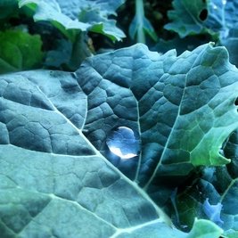 <p>
	Tautropfen - aufgenommen am Windrad in Mülsen</p>
