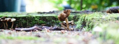 <p>
	Pilze im Garten - aufgenommen am Pfarrhübel in Chemnitz</p>
