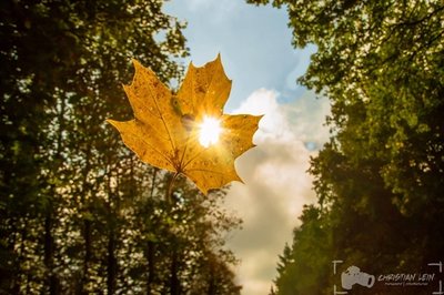 <p>
	Sonne im Blatt - aufgenommen in Chemnitz</p>
