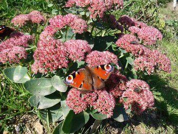 <p>
	Blumenfreund - im Garten in Sohl in Bad Elster</p>
