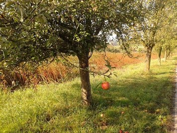 <p>
	Apfelbaum in Tannersberg bei Neukirchen</p>
