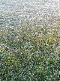 <p>
	Fein gewebt - aufgenommen bei Marienberg</p>

