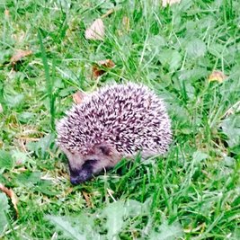 <p>
	Igel im Garten bei Annaberg</p>
