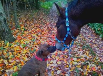 <p>
	Hund Dixon und Pferd Stockholm bei einem Herbstspaziergang</p>

