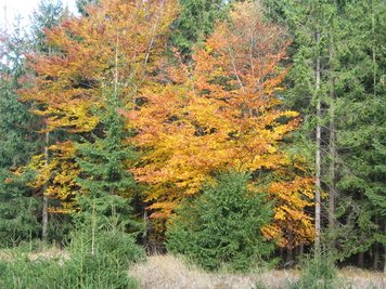 <p>
	Herbst in Grünbach</p>
