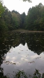 <p>
	Beim Waldspaziergang</p>
