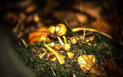 <p>
	Miniatur-Pilze im Chemnitzer Küchwald</p>
