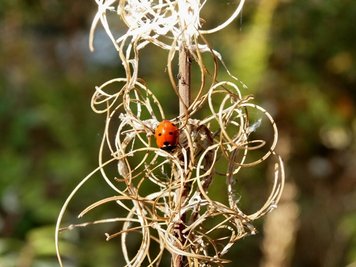 <p>
	Ein letztes Sonnenbad</p>
