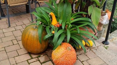 <p>
	Herbstliches Arrangement in Vollmershain</p>
