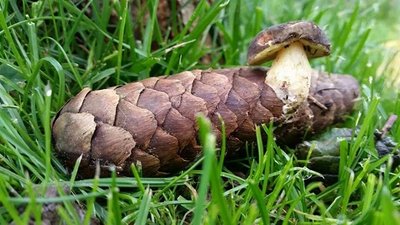 <p>
	Zapfen-Pilz in Olbernhau</p>
