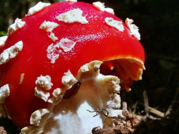 <p>
	Fliegenpilz - gefunden bei einem Waldspaziergang im erzgebirgischen Geyer</p>
