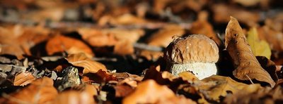 <p>
	Steinpilz mit Fliege im Chemnitzer Küchwald</p>
