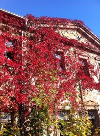 <p>
	Rotes Weinlaub an einem alten Rittergut in Augustusburg</p>
