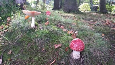<p>
	Pilzpracht im Stadtpark von Limbach-Oberfrohna</p>
