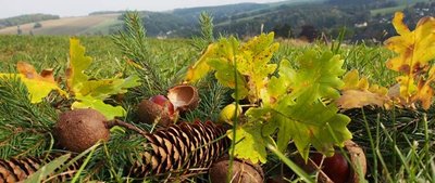<p>
	Spaziergang in Harthau bei Chemnitz</p>
