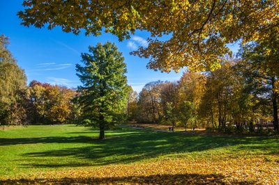 <p>
	Eine Sumpfzypresse im Chemnitzer Stadtpark</p>
