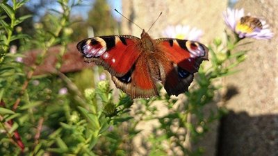 <p>
	EIn Pfauenauge in einem Garten bei Rochlitz</p>
