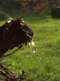 <p>
	In Chemnitz im Garten.</p>

