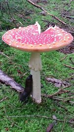 <p>
	Kerzengerade - gefunden in einem Wald bei Ebersbrunn</p>
