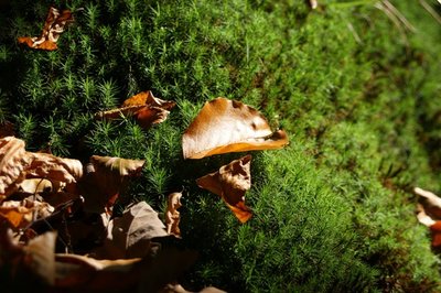 <p>
	Entdeckt beim Wandern am Zufluss der Saale zur Bleilochtalsperre im Naturpark thürniger Schiefergebirge</p>
