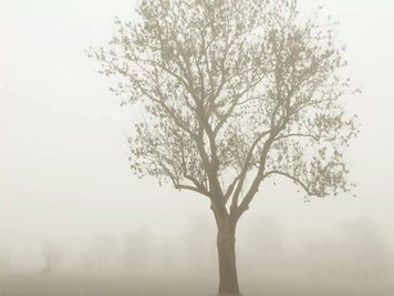 <p>
	Nebel in Zug bei Freiberg</p>
