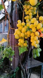 <p>
	Weinrebe in einem Garten in Rußdorf</p>
