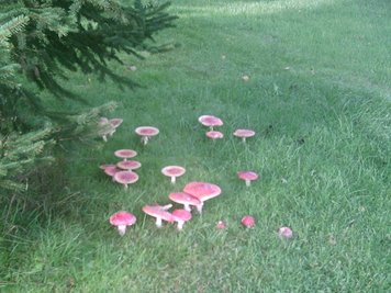 <p>
	Fliegenpilzfamilie am Angelteich in Zwickau</p>

