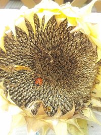 <p>
	Sonnenkäfer - aufgenommen in einem Garten in Mylau</p>

